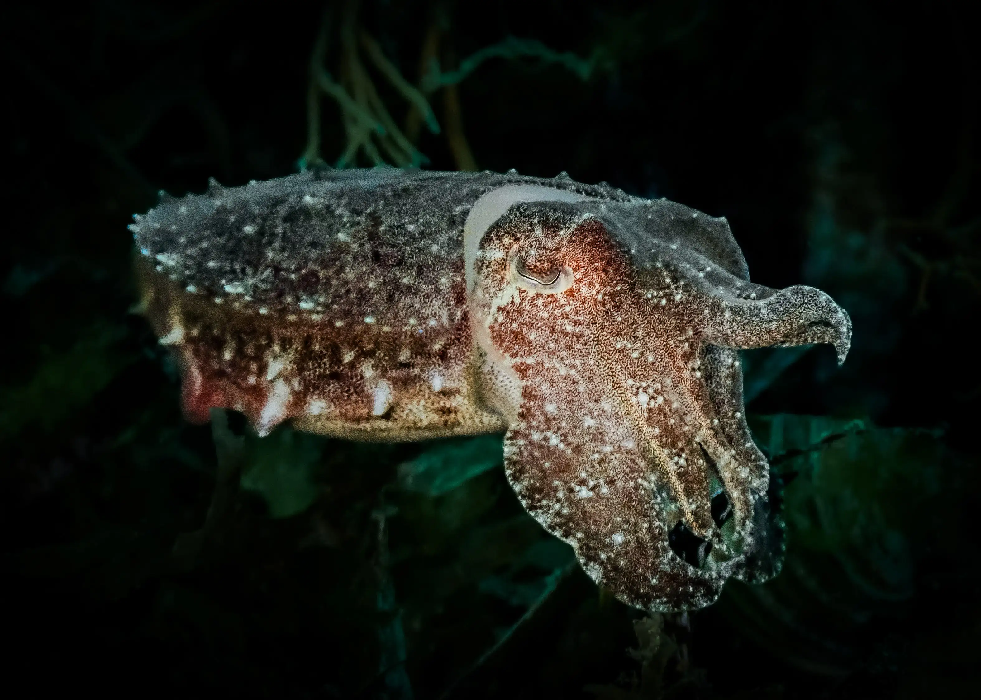 Broadclub cuttlefish - Malatapay - 18m - night dive